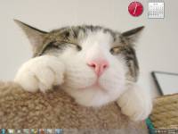 Cats Everywhere Windows 7 Theme screenshot