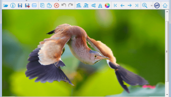 Easy Photo Studio FREE for Windows screenshot