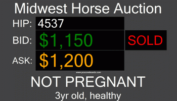Auction Tote Board screenshot