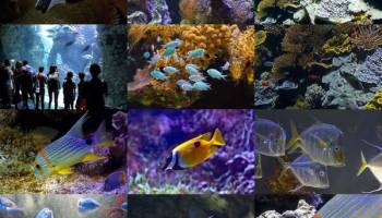 Monaco Aquarium ePix Calendar screenshot