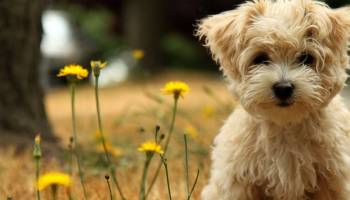 Dogs in Summer Windows 7 Theme screenshot