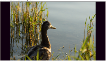 GreenForce-Player screenshot