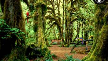 Rainy Forest screenshot